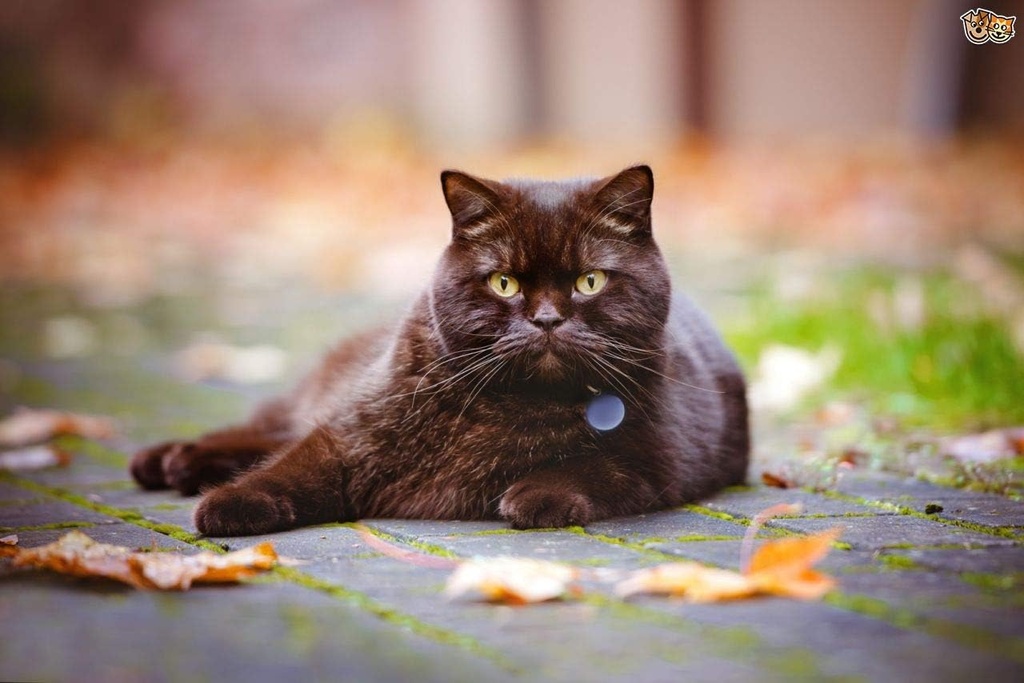 cat-teeth-cleaning-treats---ultra-vitami-3.jpg