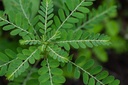 cedar-bear-kidney-kool-for-kids---liquid-2.jpg