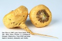 incas-gold-organic-yellow-maca-gelatiniz-5.jpg