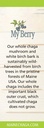 maine-chaga-mushroom-birch-bark-extract--5.jpg