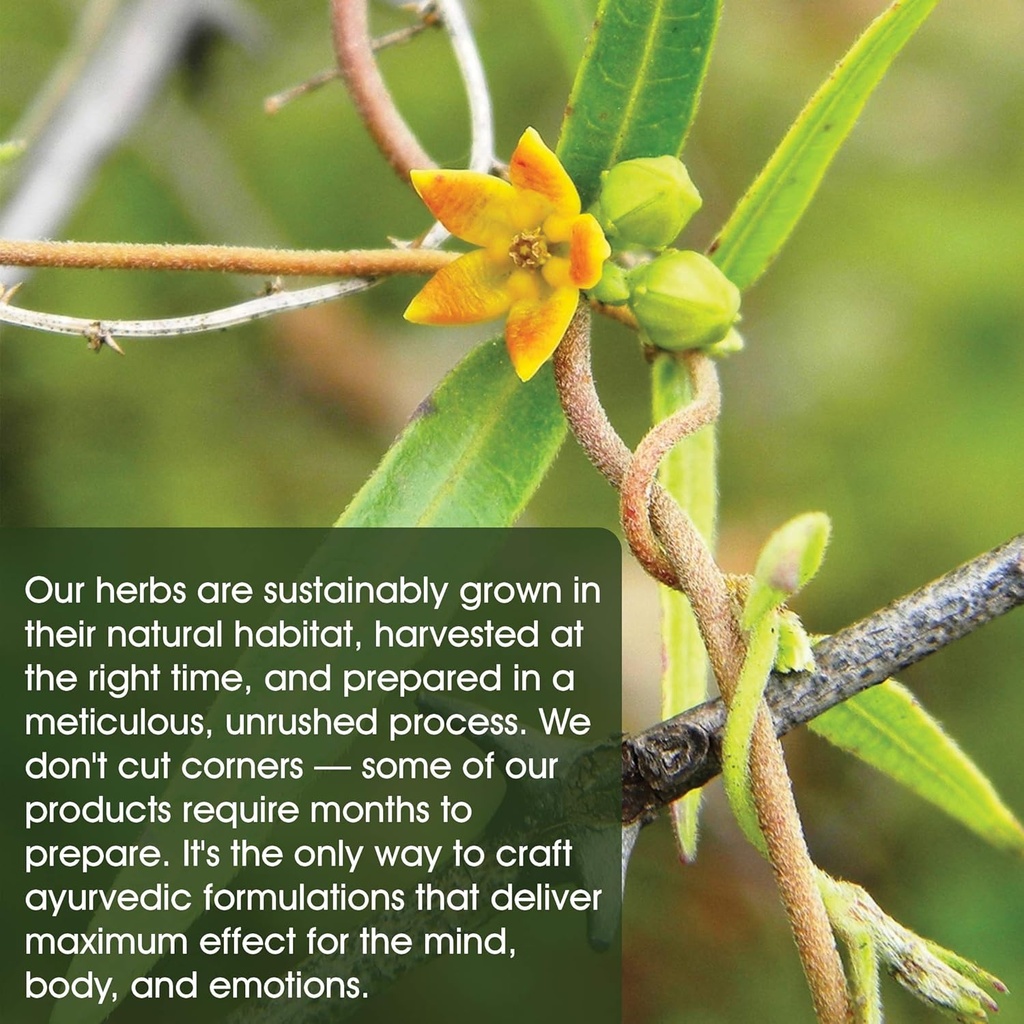 maharishi-ayurveda---elim-tox-detox-mana-4.jpg