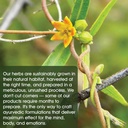 maharishi-ayurveda---elim-tox-detox-mana-4.jpg