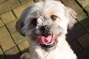 bone-and-joint-health-for-dogs---dog-lys-3.jpg
