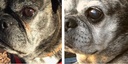 pawpurity-tear-stain-remover-powder-for--4.jpg
