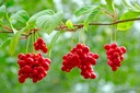 cedar-bear-liver-build-a-liquid-herbal-s-2.jpg