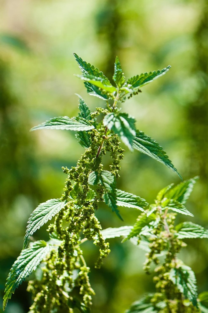 health-embassy-stinging-nettle-leaf-urti-5.jpg