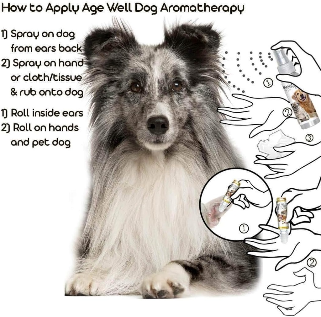 the-blissful-dog-shetland-sheepdog-age-w-4.jpg