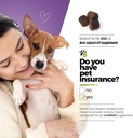 dog-urinary-tract-infection-treatment-bl-6.jpg