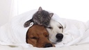 i-love-my-pets-llc-pet-immune-support----4.jpg
