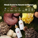 rainbo---reishi-mushroom-tincture---alco-3.jpg