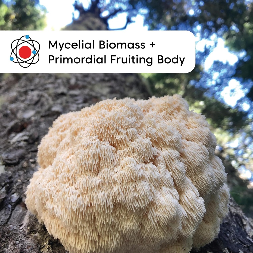 wilderness-poets-organic-lions-mane-mush-4.jpg