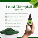 Go Nutrients Liquid Chlorophyll Drops – Organic Mulberry Leaf Extract with Copper – Natural Detox & Internal Deodorant for Women, Men & Kids – Non-GMO, Vegan, Mint Flavor, 2 oz Glass Bottle 4