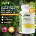 Jiva Botanicals Cissus Quadrangularis Capsules 550 mg - High Potency Cissus Powder Extract for Normal Bone Health & Normal Joint Support - 120 Capsules (Pack of 1) 4