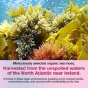 irish-sea-moss-gummies-with-ashwagandha--6.jpg