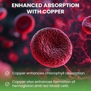 wellpath-chlorophyll-liquid-drops-with-c-6.jpg