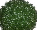 spirulina-tablets-1000-count-250mg-each--2.jpg