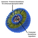 research-labs-liposomal-glutathione-supp-6.jpg