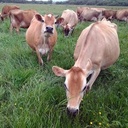 raw-grass-fed-whey-protein-powder-unflav-3.jpg