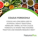 naturesplus-herbal-actives-coleus-forsko-4.jpg