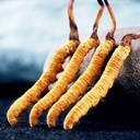 3-grams-100-wild-himalayan-cordyceps-sin-6.jpg