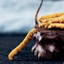 3-grams-100-wild-himalayan-cordyceps-sin-5.jpg