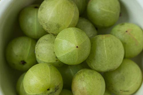 terrasoul-superfoods-organic-amla-powder-6.jpg