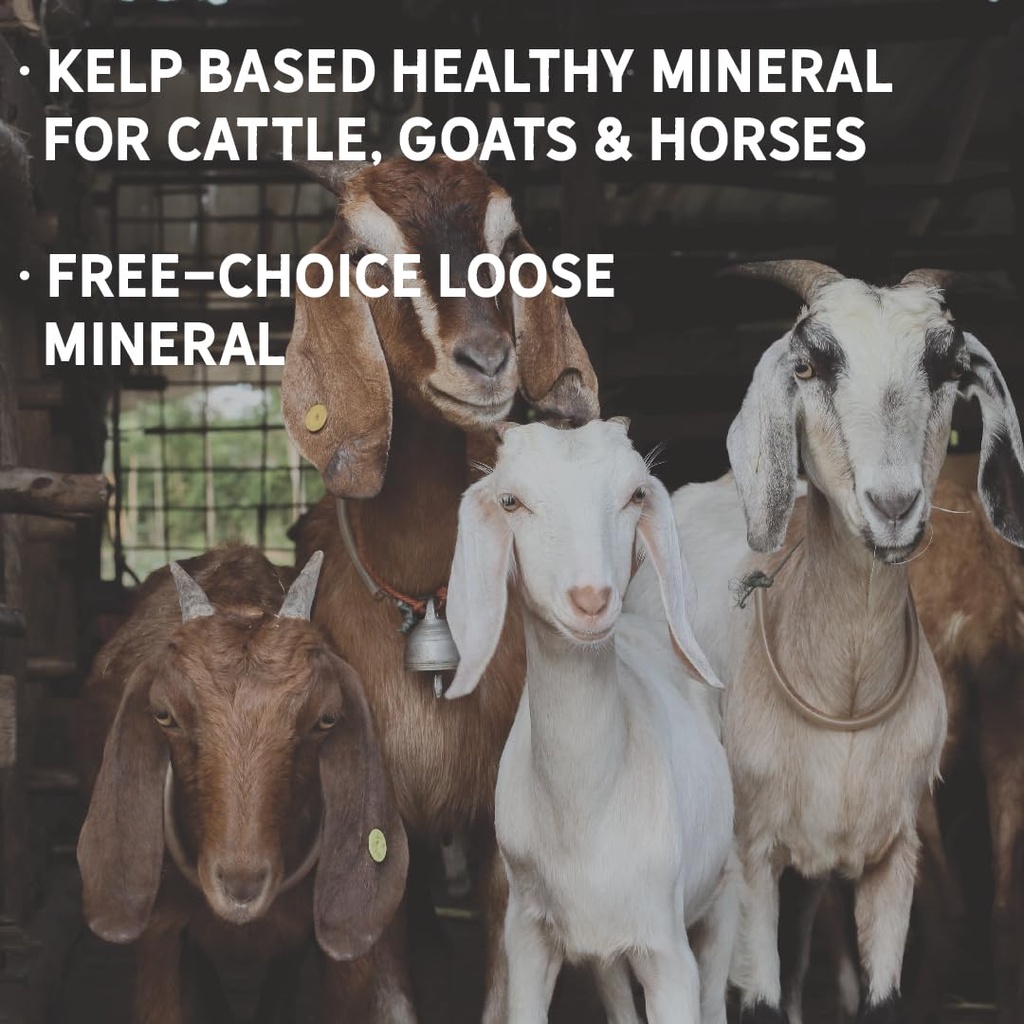 new-country-organics-i-organic-kelp-supp-4.jpg