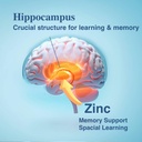 brain-supplement-for-memory-and-focus-no-3.jpg