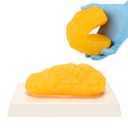 Réplique de graisse du corps humain, 1 lb modèle d'anatomie de graisse pour l'affichage de classe d'anatomie, rester en bonne santé, perte de poids Rappel de motivation