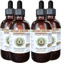 Pipsissewa Alcoholvrij Liquid Extract, Pipsissewa (Chimaphila umbellata) Gedroogd Blad Glyceriet Natuurlijke Kruidensupplement, Hawaii Pharm, USA 4x4 fl.oz