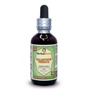 Kruiden Terra LLC Kalanchoe Pinnata (Bryophyllum Pinnatum) Glyceriet, gedroogde bladeren en stengels Alcoholvrij Liquid Extract, 2 fl.oz Verpakking van 1