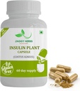 Generieke JAGGY Premium Insuline Plant Capsules (Costus Igneus) Natural Supplement 240 Veggie Capsules (60 dagen bevoorrading) Insuline Plant