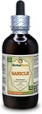 Sanicule (Sanicula Europaea) Teinture, extrait liquide d'herbe séchée (marque: HerbalTerra, fièrement fabriqué aux États-Unis) 4 fl.oz (120 ml)