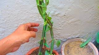 Hadjode,Veldt Grape,