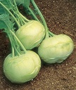 Willvine Kohlrabi, Early White Vienna 120 Seeds for Planting