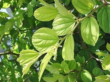 Fresh Ber Leaves Green Leaf (Ber Ke Patte) 100 count | Pure & Natural | (Fresh 100 Ber Leaf) Indian jujube, Ziziphus jujuba