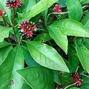 Sarpa gandha plant original pack of 1