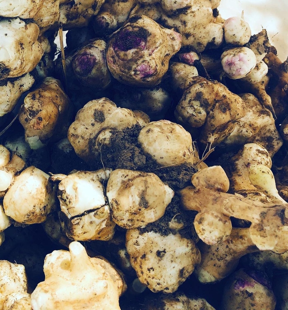 Biologische Jerusalem Artichoke Tubers (Helithus tuberosus) - Sunchokes, Sunroot of Jerusalem Artichokes for Planting or Eating - 5 Tubes by Smoke Camp Crafts