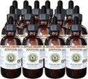 Echinacea Alcoholvrije Liquid Extract, Echinacea (Echinacea Angustifolia) Gedroogde Wortel Glycerite Hawaii Pharm Natural Kruidensupplement 15x4 oz