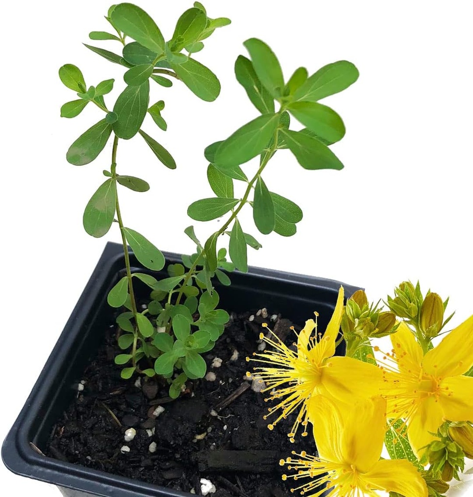 Biologische Sint-Janskruidplant, (Hypericum Perforatum) 2,5 inch Pot - Sint-Janskruid levende plant