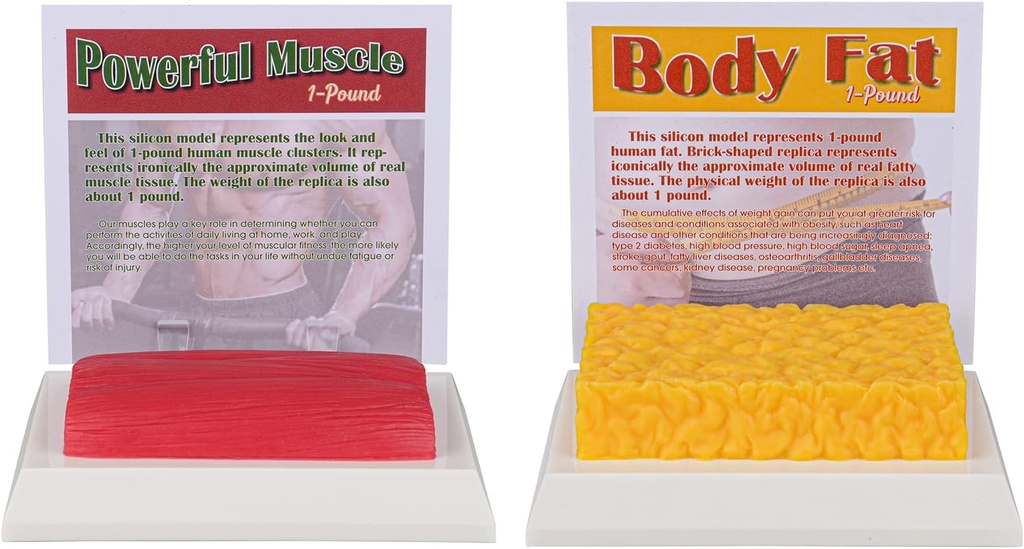 SimCoach menselijk lichaam vet & spier replica 1 Lb, Houd Fit & Fitness Motivatie & Herinnering, menselijke spier vet model voor voedingsdeskundige, atleet
