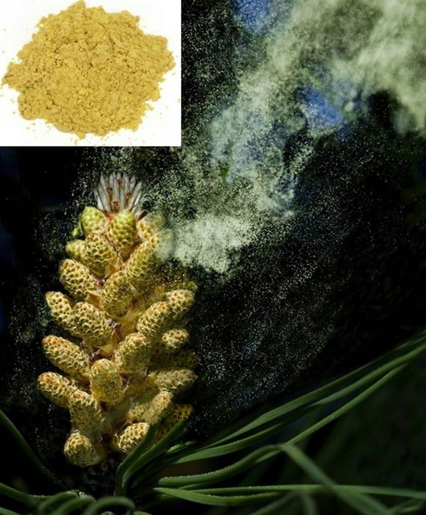 1KG (2.2 LB) Gebarsten celwand Herbal Masson Pine Pollen Powder, 100% puur en RAW - Wild HARVESTED - Ultimate SUPERFOOD