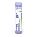 Boiron Echinacea Purpurea 200Ck voor pijnlijke keelpijn met vermoeidheid - 80 Pellets