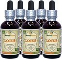 Lotus, Xi Xin (Nelumbo Nucifera) Gedroogde stam Liquid Extract (Brand Name: HerbalTerra, Trots Made in USA) 5x2 oz