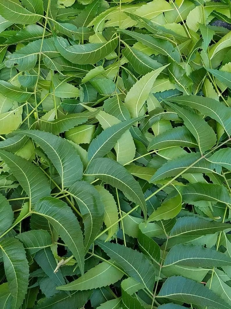 Feuilles fraîches de Neem, Azadirachta Indica, Margosa, du sud de la Floride. (3 OZ)