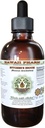 Extrait liquide sans alcool de boucherie, Broom de boucherie biologique (Ruscus aculeatus) Glycérite séchée à la racine Hawaii Pharm supplément naturel à base de plantes 4 oz