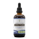 Geheimen van de stam Muira Puama Tinctuur Alcoholvrij Liquid Extract, Muira Puama (Ptychopetalum Olacoides) Gedroogde Bast (4 FL OZ)
