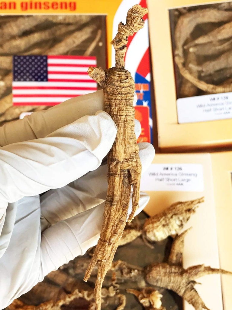 8OZ=227g/Box American Wild Ginseng 15~20 Years, Wisconsin Whole Ginseng Root Handgeselecteerd 