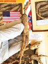 8OZ=227g/Box American Wild Ginseng 15~20 Years, Wisconsin Whole Ginseng Root Handgeselecteerd 