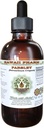 Peterselie Alcoholvrij Liquid Extract, petroselinum Crispum Root Glycerite Natural Herbal Supplement, Hawaii Pharm, USA 2 fl.oz